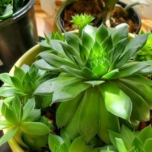 Meet your Posher, Helen